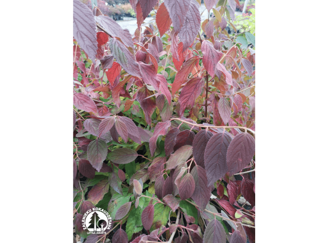 Viburnum plicatum   KILIMANJARO = 'Jww1'